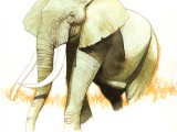 elefante