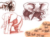 TAV elefanti